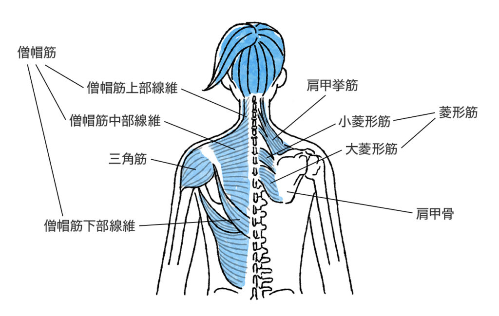 肩こりの原因となる肩甲骨周りの筋肉